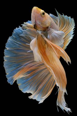 Sarı betta balığının güzel hareketi, Siyam dövüşen balığı, siyah arka planda izole edilmiş Beta görkemi, stüdyo çekimi.