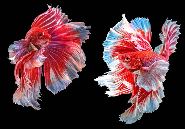 Beautiful movement of red betta fish, Two Fancy Halfmoon Betta, The moving moment beautiful of Siamese Fighting fish, Betta splendens, Rhythmic of Betta fish isolated on black background.