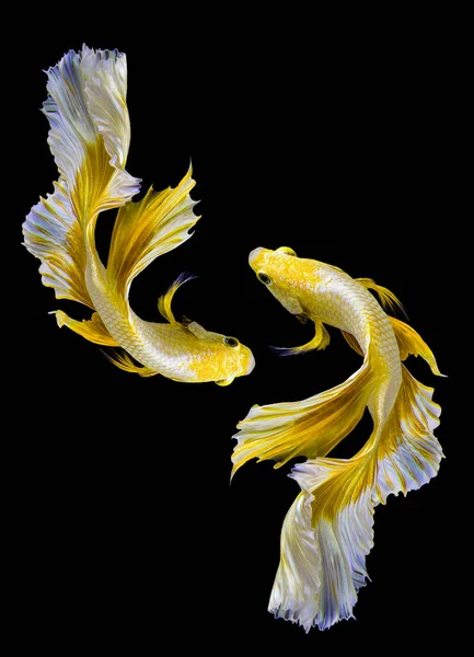 Beautiful Movement Two Golden Betta Fish Yellow Siamese Fighting Fish — Stock Photo, Image