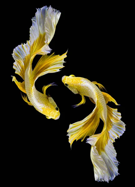İki altın betta balığının güzel hareketi, sarı Siyam dövüşçü balığı, siyah arka planda izole edilmiş Beta ihtişamı, Stüdyo çekimi.