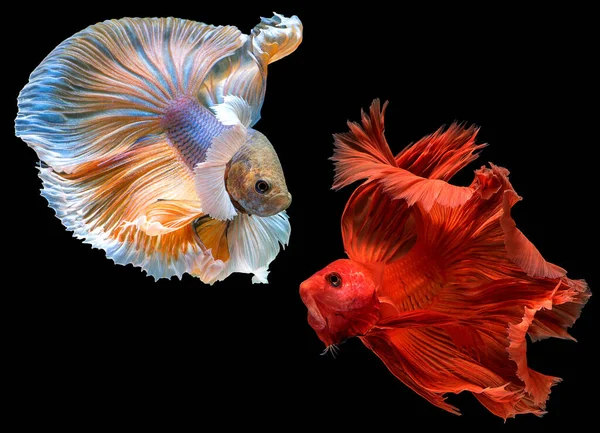 Sarı ve kırmızı betta balıklarının güzel hareketi, İki Siyam dövüşçü balığı, Siyah arka planda izole edilmiş Beta görkemi, Stüdyo çekimi.