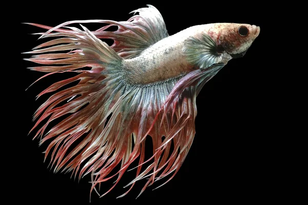 Kırmızı Crowntail Betta balığının güzel hareketi, Süslü Yarım Ay Betası, Siyam Dövüşen Balığının hareketli anı, Betta görkemi, Siyah arka planda izole edilmiş Beta balığının ritmi.