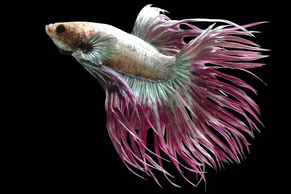 Pembe Crowntail Betta balığının güzel hareketi, Süslü Yarım Ay Betası, Siyam Savaşçı Balığının hareketli anı, Betta ihtişamları, Siyah arka planda izole edilmiş Beta balığının ritmi.