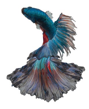 Mavi betta balığının güzel hareketi, Siyam dövüşen balığı, beyaz arka planda izole edilmiş Beta görkemi..