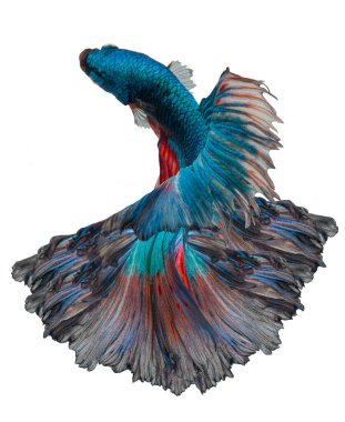 Mavi betta balığının güzel hareketi, Siyam dövüşen balığı, beyaz arka planda izole edilmiş Beta görkemi..