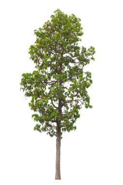 Beyaz arka planda izole edilmiş ağaç, yeşil yaprak yaprakları, tropikal ağaçlar mimari tasarım veya dekorasyon için uygundur.