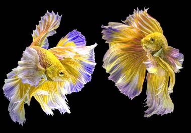 İki altın betta balığının güzel hareketi, sarı Siyam dövüşçü balığı, siyah arka planda izole edilmiş Beta ihtişamı, Stüdyo çekimi.