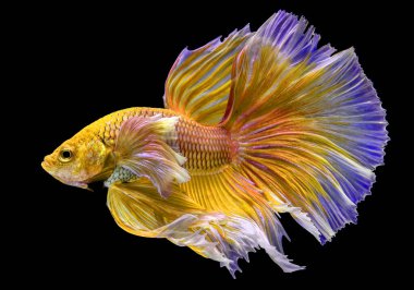 Altın betta balığının güzel hareketi, sarı Siyam dövüşen balığı, siyah arka planda izole edilmiş Beta görkemi, stüdyo çekimi.