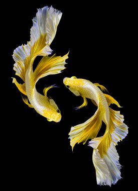 İki altın betta balığının güzel hareketi, sarı Siyam dövüşçü balığı, siyah arka planda izole edilmiş Beta ihtişamı, Stüdyo çekimi.