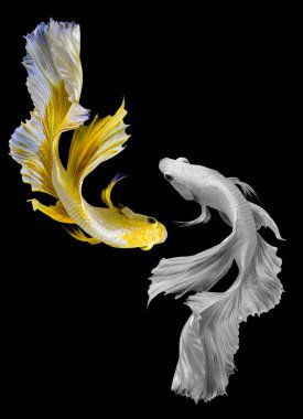 Altın ve gümüş betta balıklarının güzel hareketi, Sarı ve beyaz Siyam dövüş balığı, siyah arka planda izole edilmiş Betta görkemi, Stüdyo çekimi.