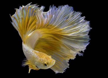 Altın betta balığının güzel hareketi, sarı Siyam dövüşen balığı, siyah arka planda izole edilmiş Beta görkemi, stüdyo çekimi.