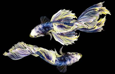 Mavi betta balığının güzel hareketi, İki Süslü Yarım Ay Betası, Siyam Dövüşen Balığının hareketli anı, Betta görkemi, Siyah arka planda izole edilmiş Beta balığının ritmi.