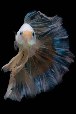 Sarı Betta balığının güzel hareketi, Siyam dövüşen balığının renkli şeffaf kuyruğu, siyah arka planda izole edilmiş Betta görkemi. Stüdyo çekimi.