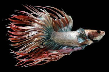 Mavi Crowntail betta balığının güzel hareketi, Fancy Halfmoon Betta, Siyam dövüşen balıklarının hareketli anı, Betta splendens, siyah arka planda izole edilmiş Beta balığının ritmi.