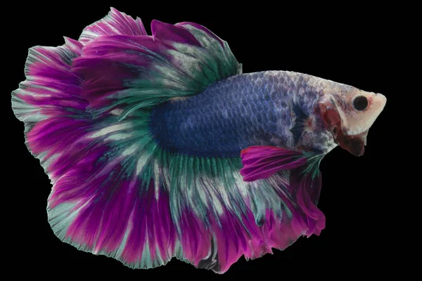 Pembe betta balığının güzel hareketi, Süslü Yarım Ay Betası, Siyam Dövüşen Balığın hareketli anı, Betta görkemi, Siyah arka planda izole edilmiş Beta balığının ritmi.