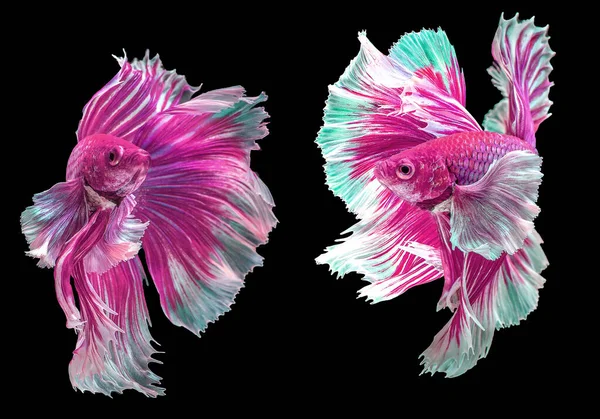 粉色贝塔鱼的美丽动作 两个迷人的半月形贝塔 暹罗战斗鱼的动人瞬间 贝塔鱼的华丽动作 贝塔鱼在黑色背景上的韵律 — 图库照片