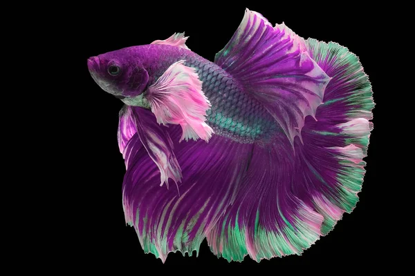 Pembe betta balığının güzel hareketi, Süslü Yarım Ay Betası, Siyam Dövüşen Balığın hareketli anı, Betta görkemi, Siyah arka planda izole edilmiş Beta balığının ritmi.