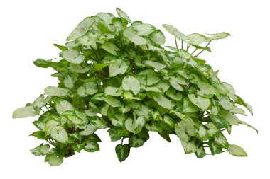 Beyaz yeşil Caladium çift renkli yeşillik, Florida Güzeli beyaz arka planda izole edilmiş, Topik bitki tasarımı veya arkaplan.