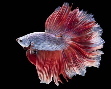 Kırmızı Beta balığının güzel hareketi, Siyam dövüşen balığı, Tayland 'ın Beta ihtişamı, siyah arka planda izole edilmiş..