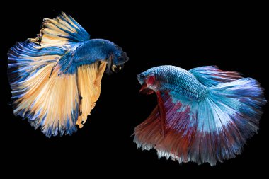 Kırmızı Beta balığının güzel hareketi, Siyam dövüşen balığı, Tayland 'ın Beta ihtişamı, siyah arka planda izole edilmiş..