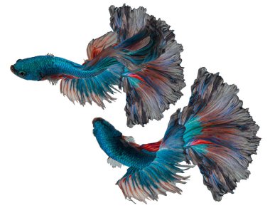 İki mavi Beta balığının güzel hareketi, Siyam dövüş balığı, Tayland 'ın Beta ihtişamı beyaz arka planda izole edilmiş..