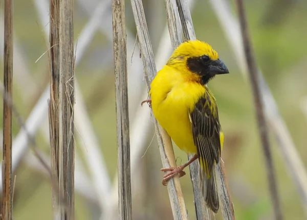 Pequeno Pássaro Amarelo Claro Asa Preta Com Rosto Preto Empoleirado — Fotografia de Stock
