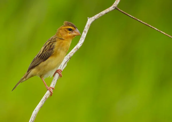 Small Dark Yellow Bird Brown Wing Perched Stick Tree Wild — Foto de Stock