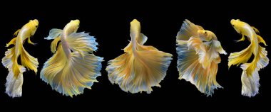 Siyah arka planda izole edilmiş sarı beş betta balığının güzel hareketi. Savaşan Siyam balıklarının Panorama koleksiyonu, Betta ihtişamı.