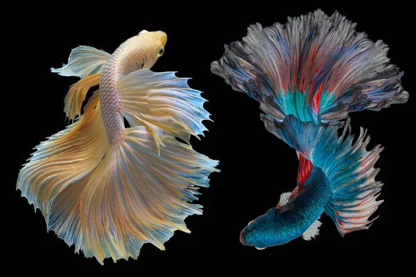 Красивое Движение Голубой Желтой Бетты Сиамские Боевые Рыбы Две Ставки — стоковое фото