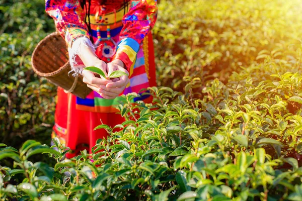 女士的手展示了一个茶叶在有机茶园的阳光下 她穿着一套五彩缤纷的传统服装和篮子 早上的茶园 — 图库照片