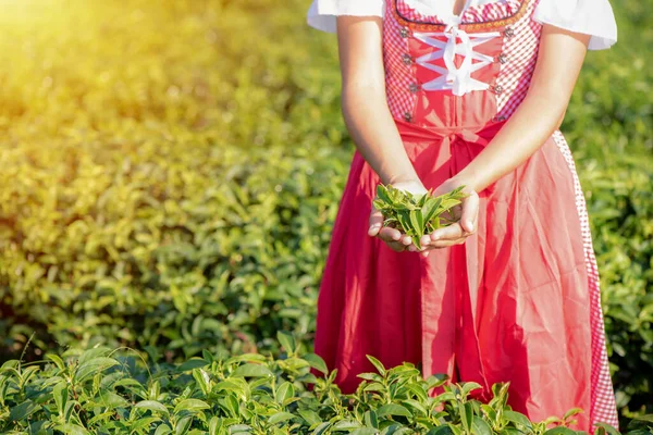 Lady hand show a group of tea leaves at the organic green tea farm in the sunshine day. She is wearing a pink dress. Tea plantation.