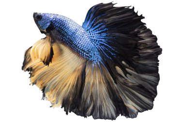Mavi sarı Beta balığının güzel hareketi, Siyam dövüşen balığı, beyaz arka planda izole edilmiş Beta görkemi..