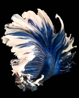 Mavi beyaz Beta balığının güzel hareketi, Siyam dövüşen balığı, siyah arka planda izole edilmiş Beta görkemi..