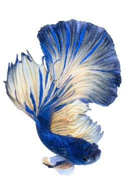 Sarı Beta balığının güzel hareketi, Ritmik dövüş balığı, Beta ihtişamı, Tayland 'ın yarım ay betta' sı siyah arka planda.