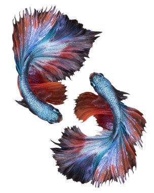 İki mavi Beta balığının güzel hareketi, Siyam dövüşen balığı, beyaz arka planda Beta görkemi..