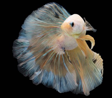 Sarı betta balığının güzel hareketi, Siyam dövüşen balığı, siyah arka planda izole edilmiş Betta ihtişamı, (Ikan Cupang), Stüdyo çekimi.