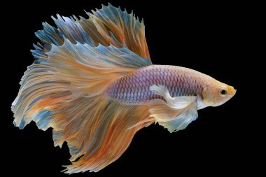 Sarı betta balığının güzel hareketi, Siyam dövüşen balığı, siyah arka planda izole edilmiş Betta ihtişamı, (Ikan Cupang), Stüdyo çekimi.