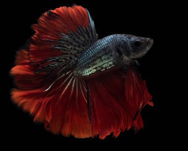 Kırmızı Beta balığının güzel hareketi, Siyam dövüşen balığı, Tayland 'ın Beta ihtişamı, siyah arka planda izole edilmiş..