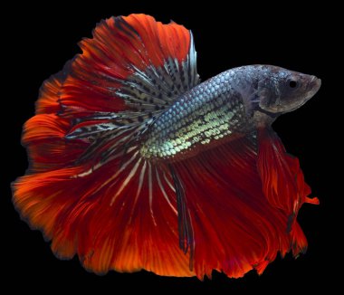 Kırmızı yeşil Beta balığının güzel hareketi, Siyam dövüşen balığı, Tayland 'ın Beta ihtişamı, siyah arka planda izole edilmiş..