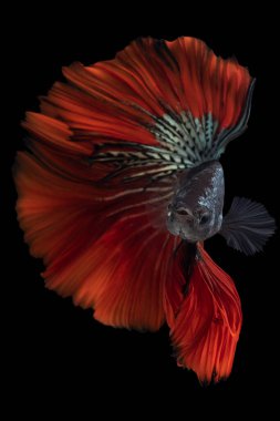 Kırmızı yeşil Beta balığının güzel hareketi, Siyam dövüşen balığı, Tayland 'ın Beta ihtişamı, siyah arka planda izole edilmiş..