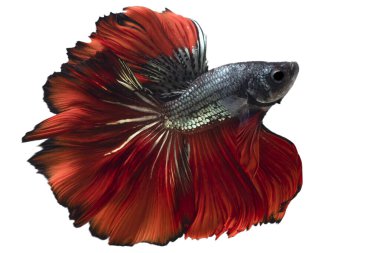 Kırmızı yeşil Beta balığının güzel hareketi, Siyam dövüşen balığı, Tayland 'ın Beta ihtişamı, beyaz arka planda izole edilmiş..