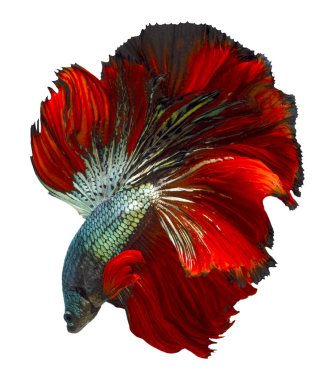 Kırmızı yeşil Siyam Dövüşen Balığı 