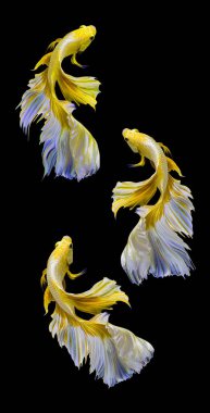 Üç altın betta balığının güzel hareketi, sarı Siyam dövüşçü balığı, siyah arka planda izole edilmiş Beta ihtişamı, Stüdyo çekimi.