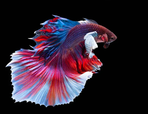 Gros Plan Poisson Betta Bleu Rouge Beau Poisson Combat Siamois — Photo