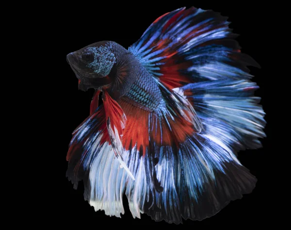 Primo Piano Coloratissimi Pesci Betta Bellissimo Pesce Combattente Siamese Multi — Foto Stock