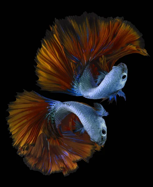 Close Two Blue Yellow Betta Fish Beautiful Siamese Fighting Fish — Stock Photo, Image