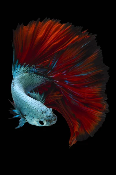Близько Блакитної Червоної Риби Бетта Красива Сіамська Бойова Риба Красуня — стокове фото