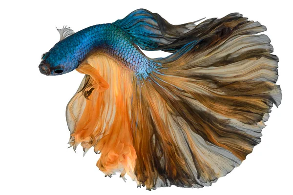 Прекрасний Рух Блакитної Жовтої Риби Бетта Сіамської Риби Бета Пишноти — стокове фото