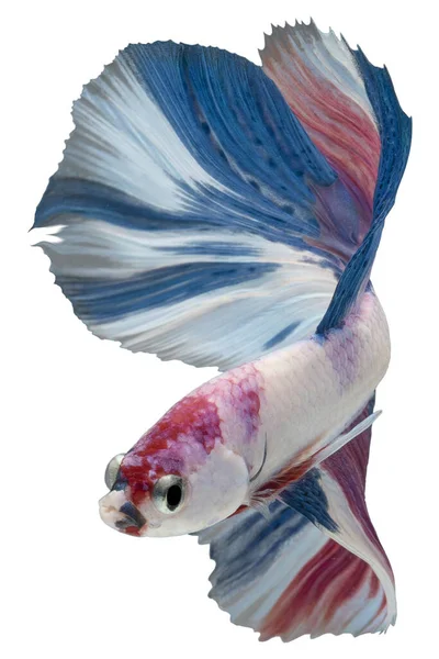 Primer Plano Peces Betta Coloridos Hermoso Pez Siamés Lucha Fancy — Foto de Stock