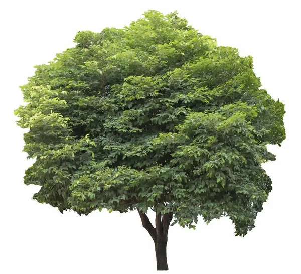 Träd Isolerad Vit Bakgrund Gröna Löv Blad Tropiska Träd Lämpliga — Stockfoto